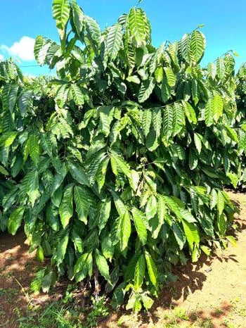 Coffee Tree